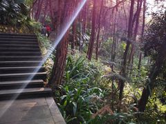 -铁山坪森林公园