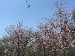 -芬芳甜品(体育东横街店)