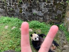 -都江堰中华大熊猫苑