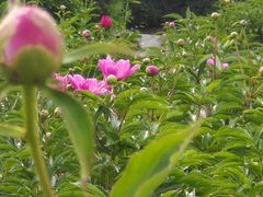 -黑龙江省森林植物园