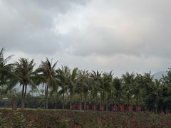 -亚龙湾国际玫瑰谷