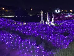 -大塘金香草谷