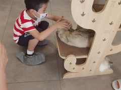 -飞行喵MR PILOT|猫舍·猫咖(静安大融城店)