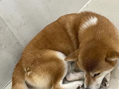 -共舞时光猫咖·狗咖(新街口店)