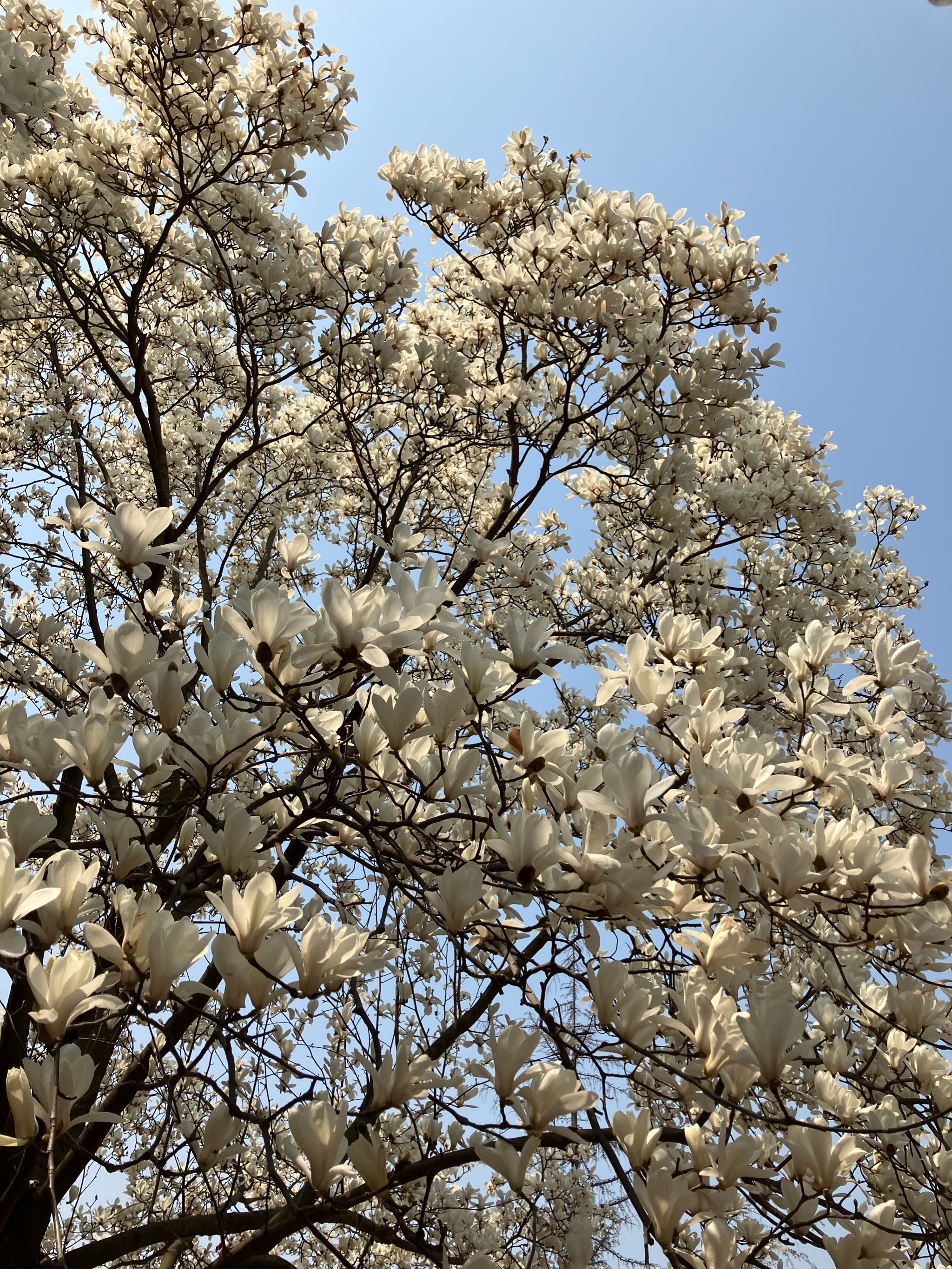 樱花 季节图片