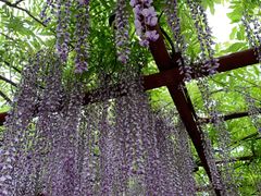 -嘉定紫藤园