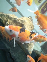 -痘瑞仕·专业祛痘国际连锁