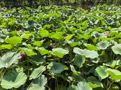 -滕州微山湖红荷湿地景区