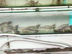 -光海鲜鱼翅餐厅(叻差拉披色路店)