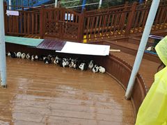 -西霞口神雕山野生动物世界