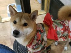 -猫色咖啡·猫咖