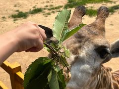 -西霞口神雕山野生动物世界