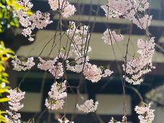 -西安青龙寺遗址景区
