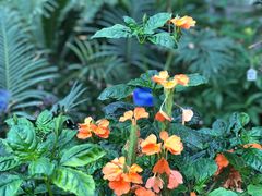 -国家植物园南园