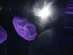 -梦幻海洋王国(吾悦广场张家港店)