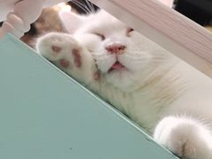-猫小院猫主题餐厅(三里屯店)