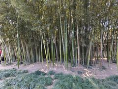 -何园