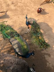 -萌宠亲子动物乐园(槐房万达店)