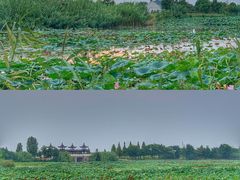 -泗洪洪泽湖湿地景区