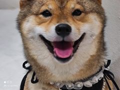 -柴务处·柴犬主题狗咖