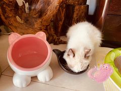 -猫大福·Fortune Cat猫舍(百子湾店)