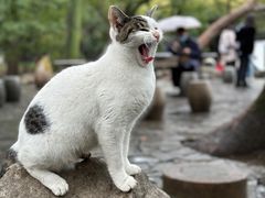 -西园寺