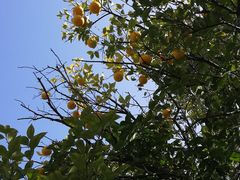 -象屿大宁悦府
