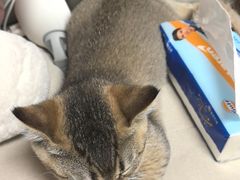 -天宠宠物医院24小时·急重症诊疗中心·全科·腔镜特色(和平分院)