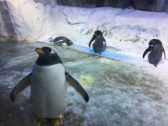 -芜湖新华联大白鲸海洋公园