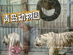 -青岛动物园