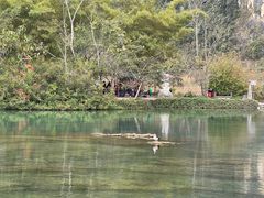 -靖西鹅泉风景区