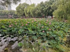 -青城公园