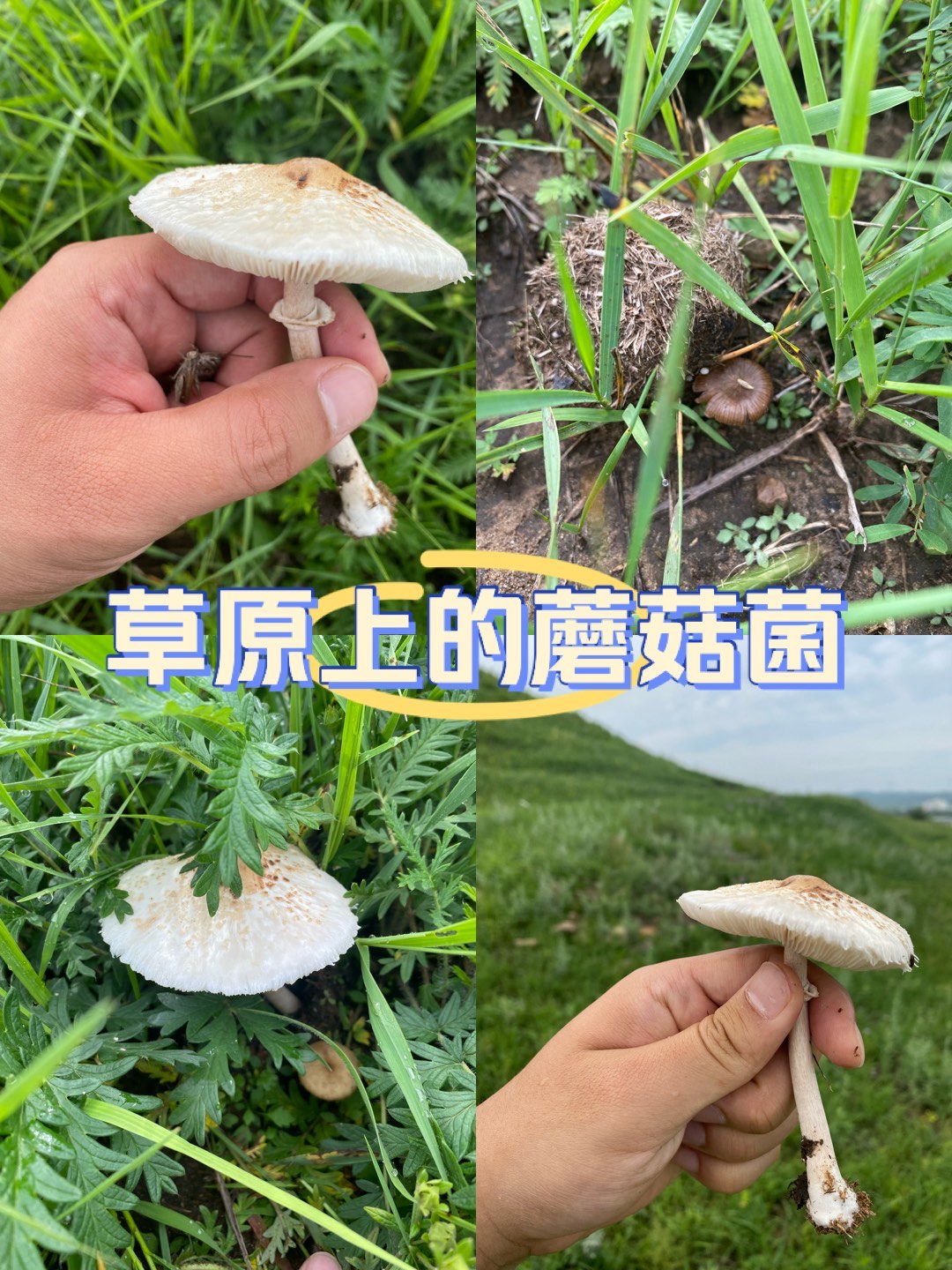 草原蘑菇图片大全图片