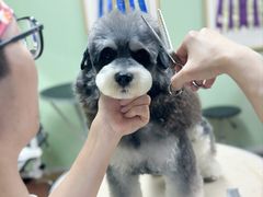 -鑫艺宠物美容培训学校