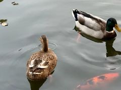 -华雅花园大酒店