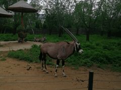 -大连森林动物园