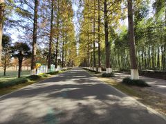 -黄海国家森林公园