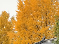 -莲湖公园