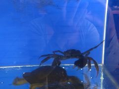 -瑞普利水族馆