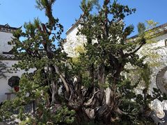 -观唐（国际）度假村温泉