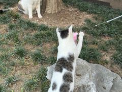 -龙华素斋(龙华路店)