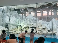 -帝企鹅自助餐厅•儿童岛•真企鹅(长隆企鹅酒店)