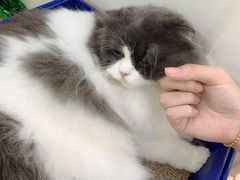 -李小姐の猫咖啡馆(五角场店)