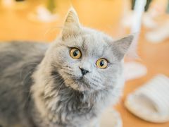 -猫的茶·猫咖