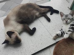 -飞行喵MR PILOT|猫舍·猫咖(静安大融城店)