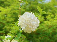 -上海滨江森林公园