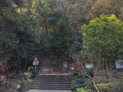 -上海佘山国家森林公园天马山园