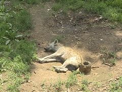 -大连森林动物园