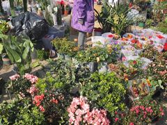 -中环花鸟鱼虫市场