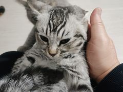 -猫岛主趣味餐厅(鼓浪屿店)